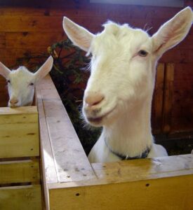 A Great Herdswoman’s Legacy Lives On Image